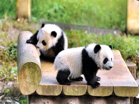 Giant Panda Twins Meet Public In China Zoo