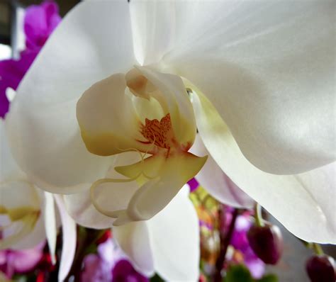 White Orchid Flower Free Stock Photo Public Domain Pictures