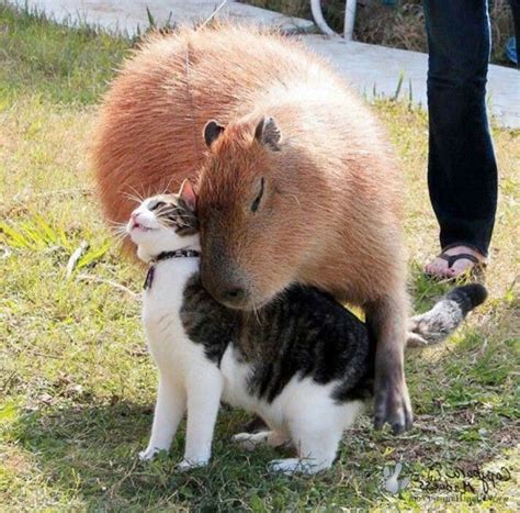 Capybara And Friend Beautiful Creatures Animals Beautiful Cute Funny