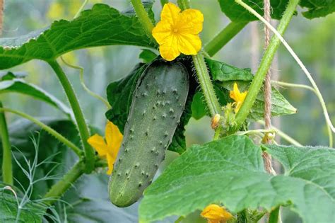 Growing Cucumbers Upside Down Inside Grow My Own Health Food