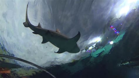 Shark Encounter Seaworld San Diego 2019 Youtube