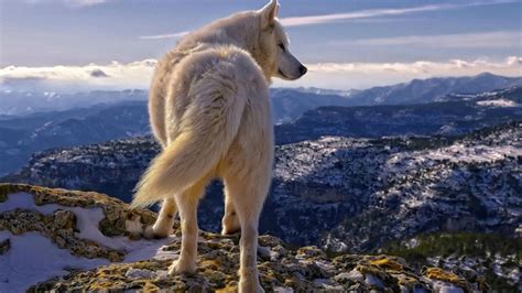 Snow Wolf Wallpapers Wallpaper Cave