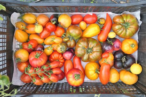 Rainbow Blend Tomato Seeds Heirloom Hometown Seeds