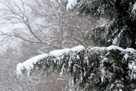 Evergreen Tree With Snow Free Stock Photo Public Domain Pictures