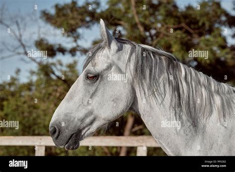 Beautiful Grey Horse In White Apple Close Up Of Muzzle Cute Look