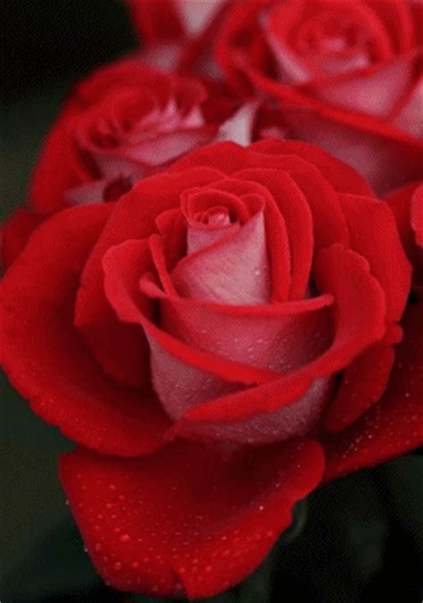 Roses belong to the family of plants called rosaceae. WhatsApp Status: One Line Awesome Flirt Status For WhatsApp