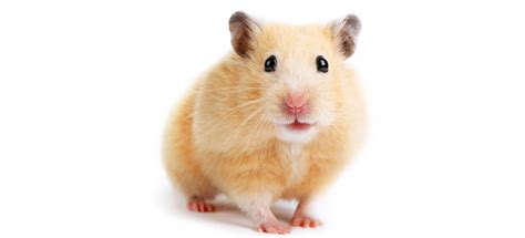 How Much Do Hamsters Cost My Pet Needs That