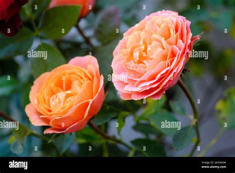 Indian Rose Flower Elegant Rose Flower Rose Flowering Plants With