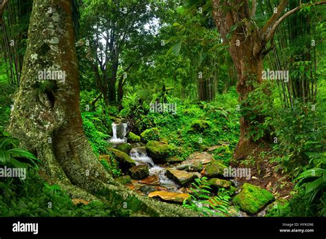 Rainforest In Asia Stock Photo Alamy