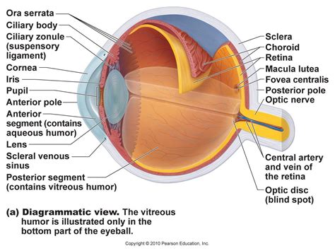 Pin By Kevin Lucas On Informacíon Eye Anatomy Diagram Eye Anatomy