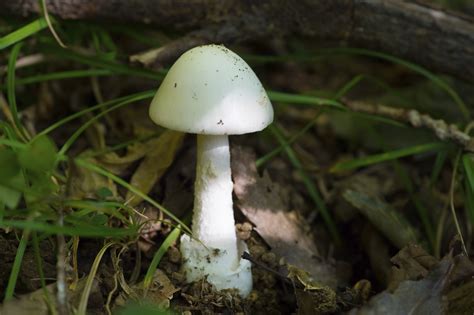 Photos Of Poisonous Mushrooms All Mushroom Info