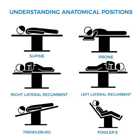Anatomical Position Quizlet