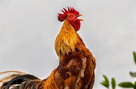 Mengejutkan Inilah Rahasia Mengapa Ayam Berkokok Di Pagi Hari