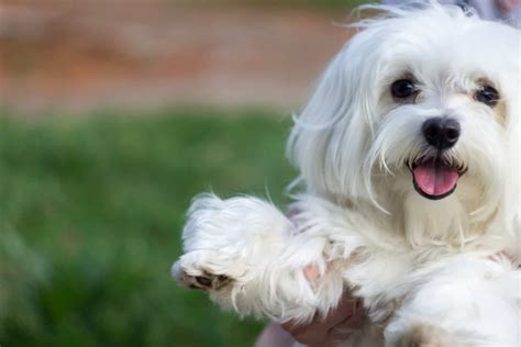 Maltês Ou Bichon Maltês Conheça Tudo Sobre A Raça De Cachorro Doghero