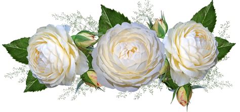 Flowers Roses White Free Photo On Pixabay