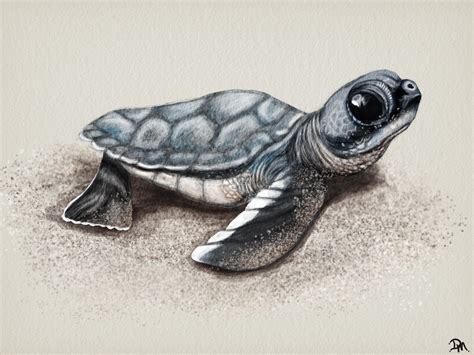 Baby Sea Turtle Drawing At Explore Collection Of