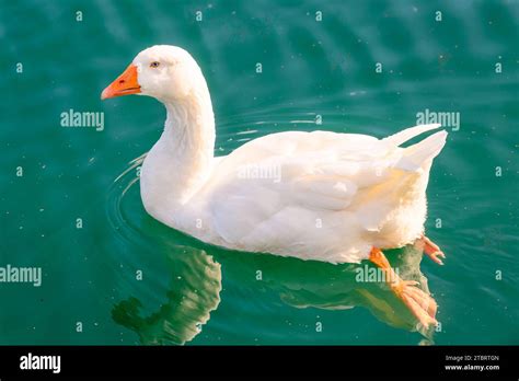A Beautiful White Duck Swimming In A Tranquil Body Of Water Reflecting