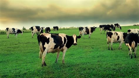 Cow Farm 1920×1080 Cow Pictures Cow Wallpaper Animals
