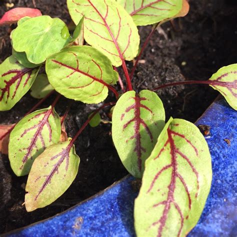 Rumex Acetosa Red Veined Red Veined Sorrel In Gardentags Plant