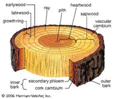 Gardening Plus Basic Tree Anatomy Definition Of Terms