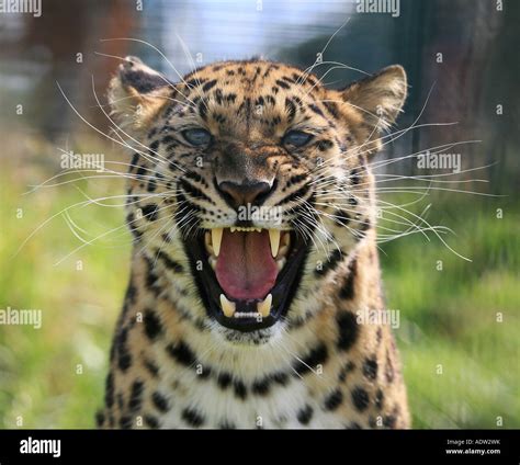 Amur Leopard Roaring Full Face Stock Photo Alamy