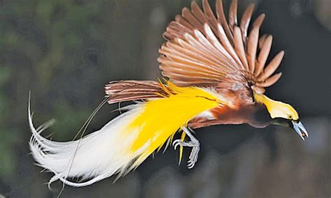 Birds With Fancy Tail Feathers Magazines Dawncom