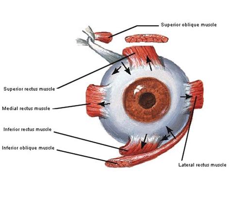 Eye Intraocular Muscle