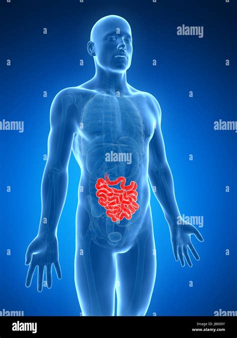 3d Rendered Illustration Of The Small Intestine Stock Photo Alamy