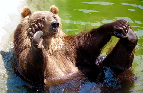 Bear In A Pool Wildlife Wallpaper Bear Wallpaper Funny Animals Cute