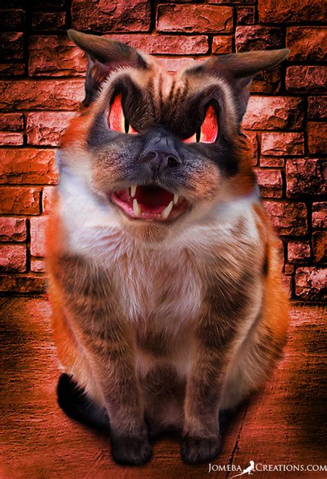 Angry Siamese Cat By Zzzjona On Deviantart