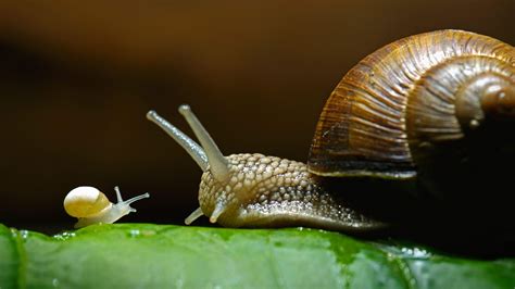 Snail Wallpapers Top Free Snail Backgrounds Wallpaperaccess