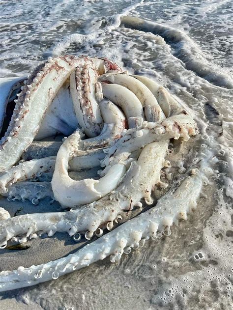 Pics Massive Squid Washes Up On Cape Town Beach News24