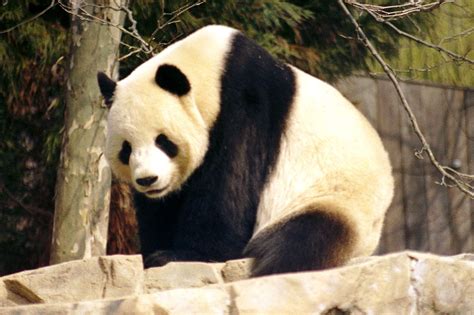 Panda Wikipedia