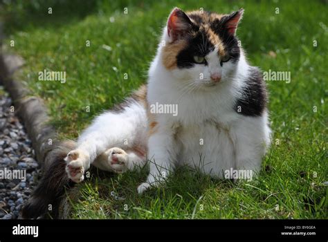 Feral Calico Kitten Hi Res Stock Photography And Images Alamy