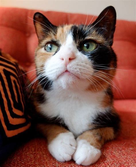 21 Reasons Why Calico Cats Are The Best Cats Pretty Cats