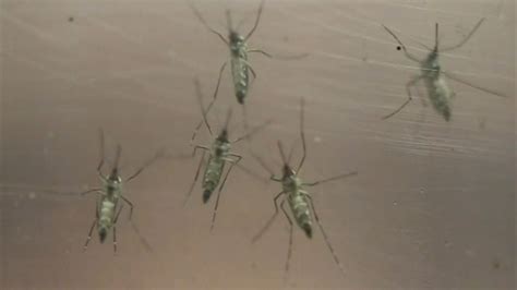 What Is West Nile Virus Positive Mosquito Found In Niles North Shore