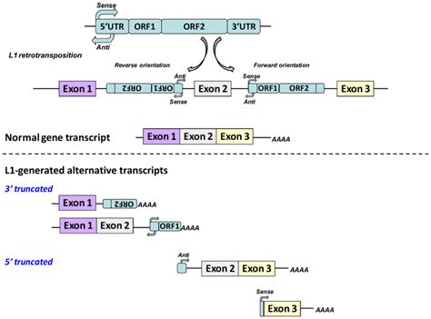 Examples Of L1 Interference With Gene Expression L1 Retrotransposition