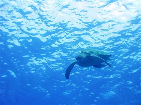 海ガメ 亀 海面 海中風景のフリー写真素材 無料画像素材のプロ・フォト Kam0012 024