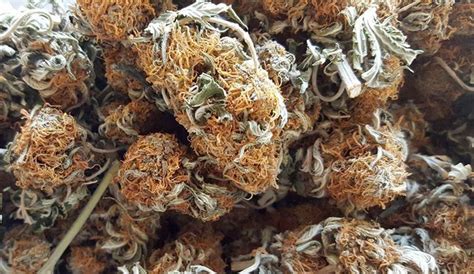 Caregivers must clearly label each plant with the dedicated patient's name on it. PGR cannabis: what is a plant growth regulator? | BudHerd
