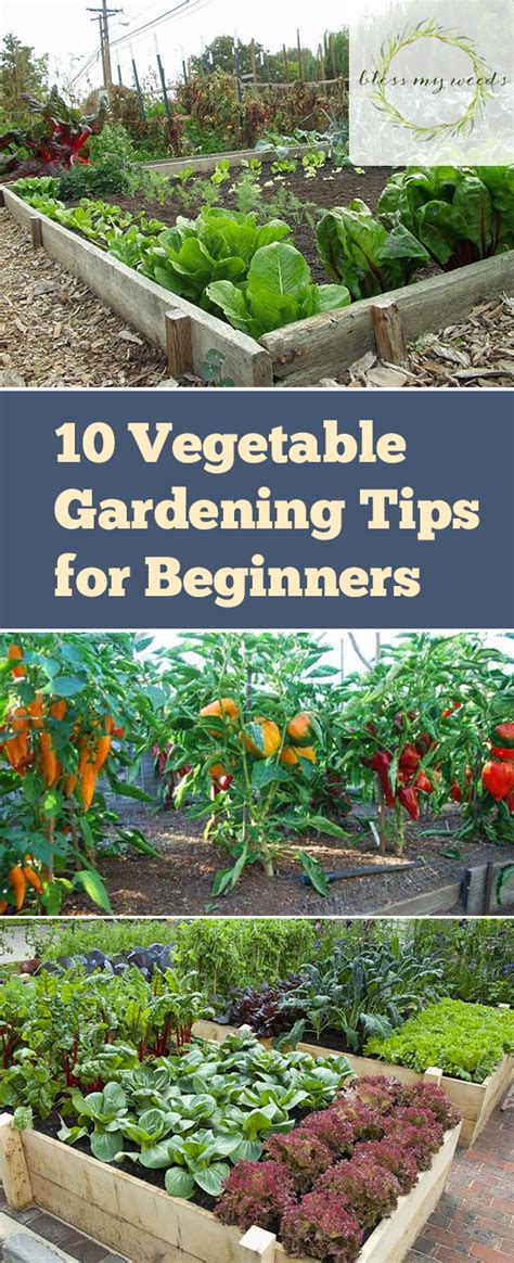 10 Vegetable Gardening Hacks Beginners Need To Know ~ Bless My Weeds