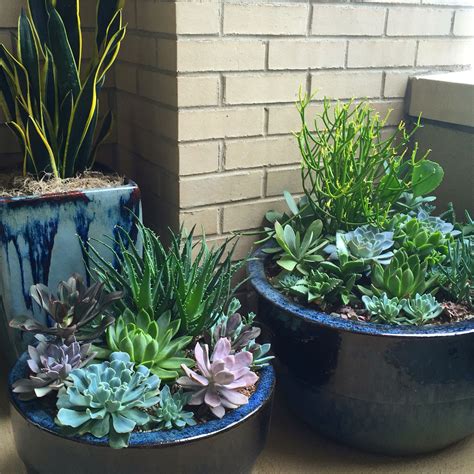 Succulent Containers Country Garden Landscaping Small Garden Landscape