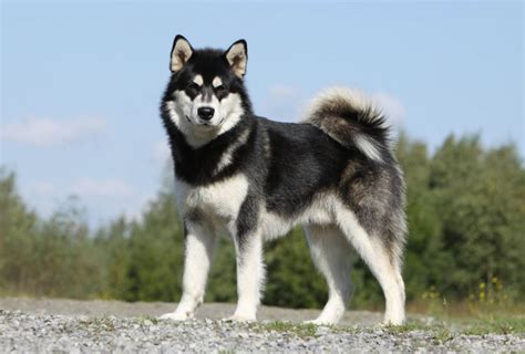 Alaskan Malamute Breed Profile Australian Dog Lover
