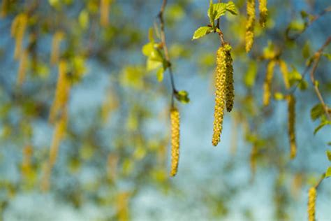 Birch Tree Pollen Stock Photos Pictures And Royalty Free Images Istock