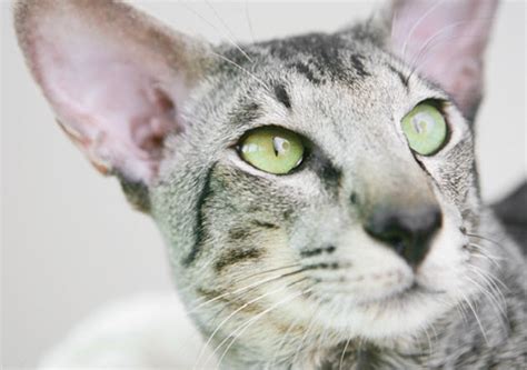 Short Haired Oriental Cat Breeds Vida Veterinary Care