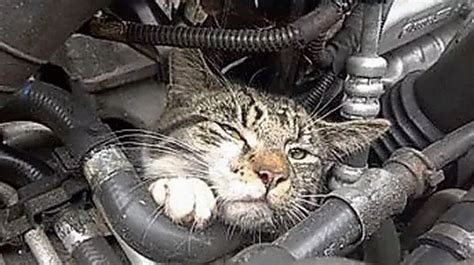 Miracle Kitten Survives 20 Mile Car Journey Stuck In Red Hot Engine Mirror Online