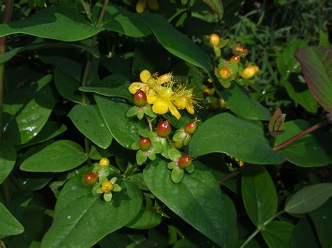 Hypericum Mystical Red Star Fun Yellow Flowers And Red Berries