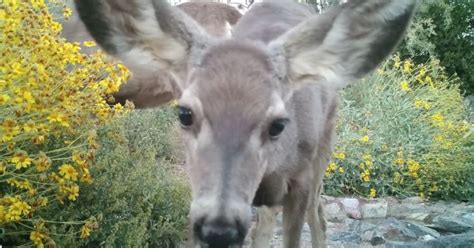 Animal Selfies Hidden Camera Captures Desert Animals Hamming It Up