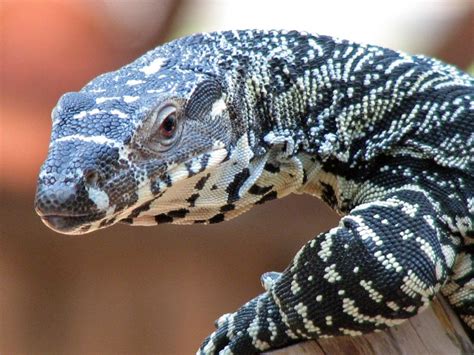 Goanna | Australian Monitor Lizard | Perentie | Australian Goanna