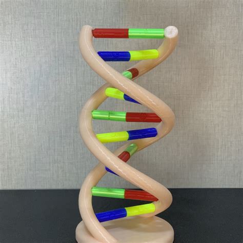 3D Printable DNA Model By Hayder Alhilfi