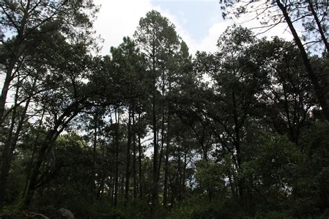 Certifican 13 Mil Hectáreas De Bosques En Michoacán